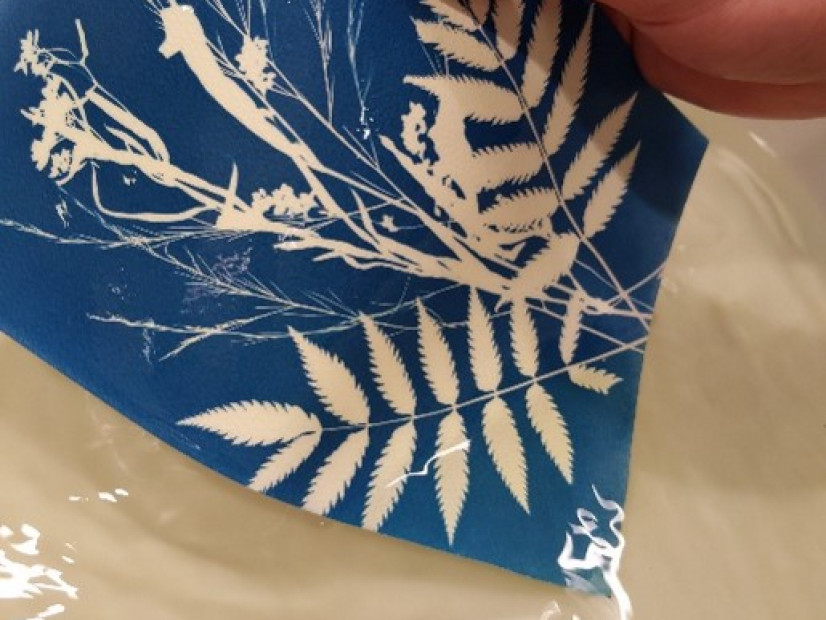 Noël au cyanotype : créez des cartes uniques